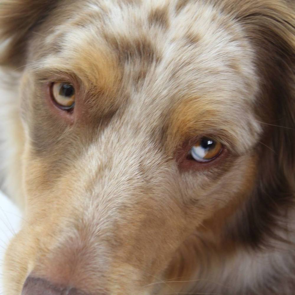 Meet your Posher, Laneil